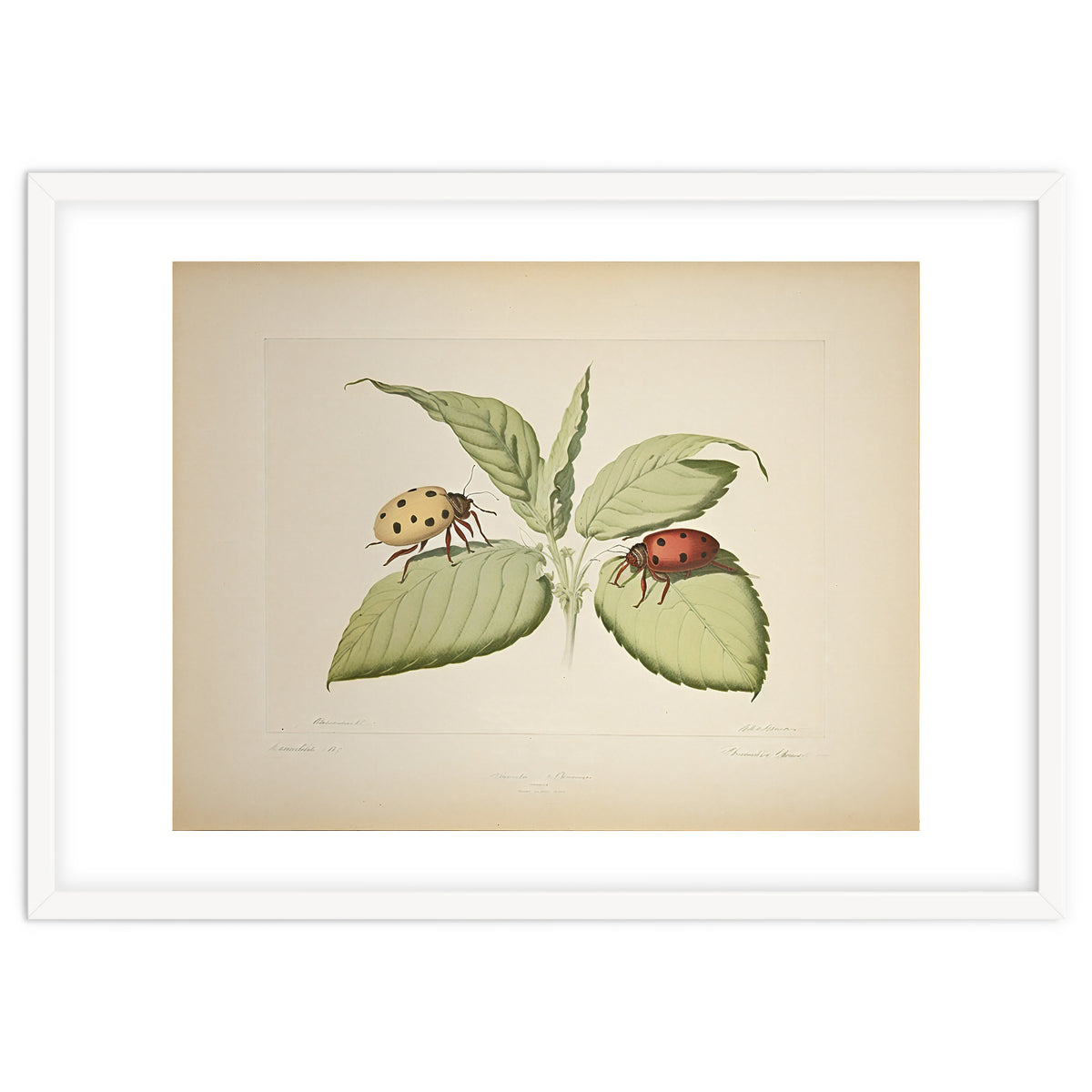 Vintage Ladybirds Illustration