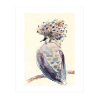 Crowned Pigeon (Print Only)