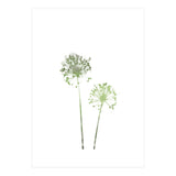Olive Green Dandelion (Print Only) thumbnail