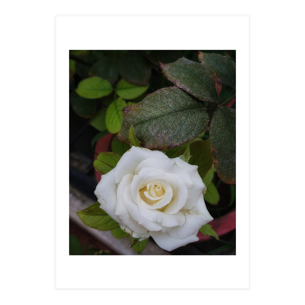 Angel Rose (Print Only)