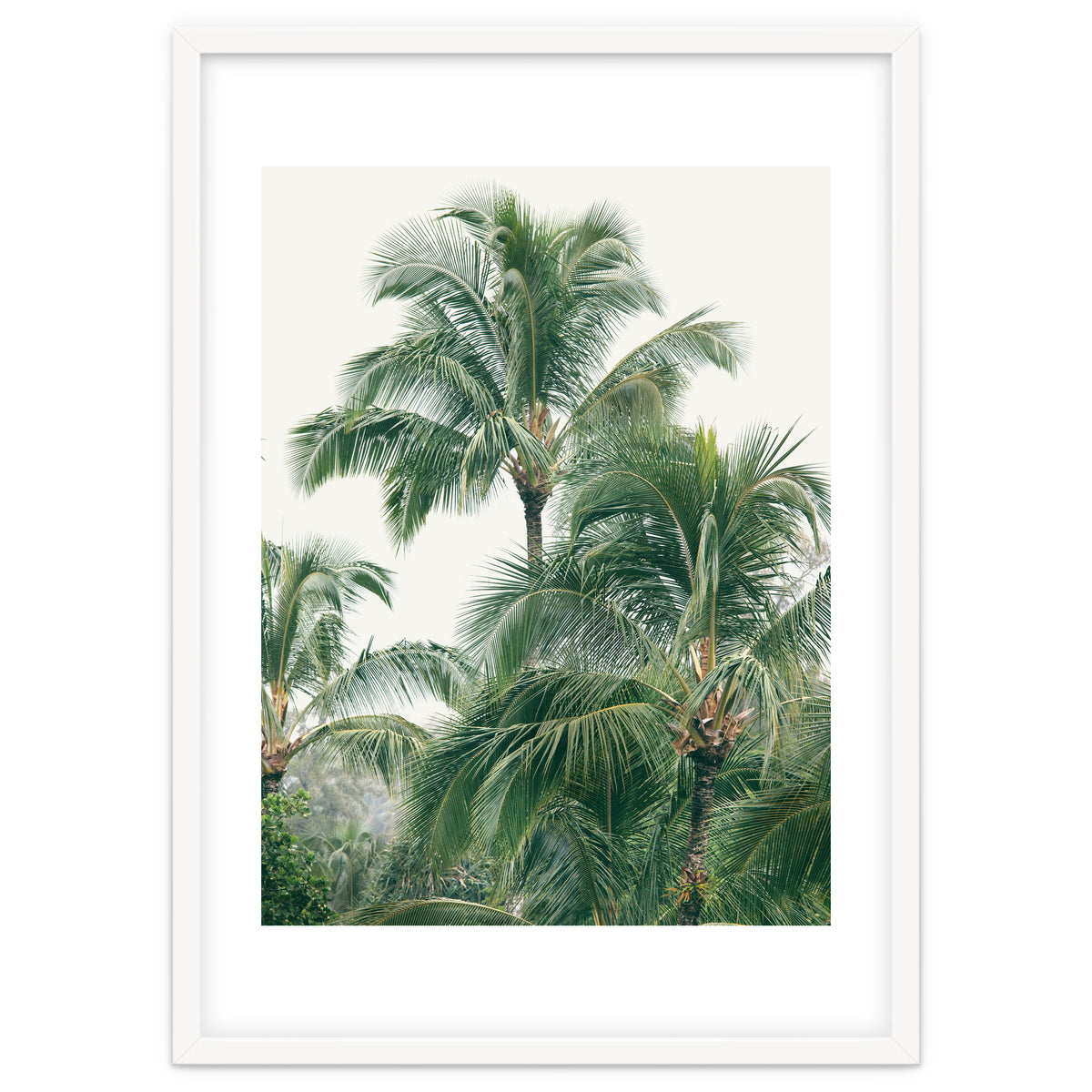 Lush Palm Trees