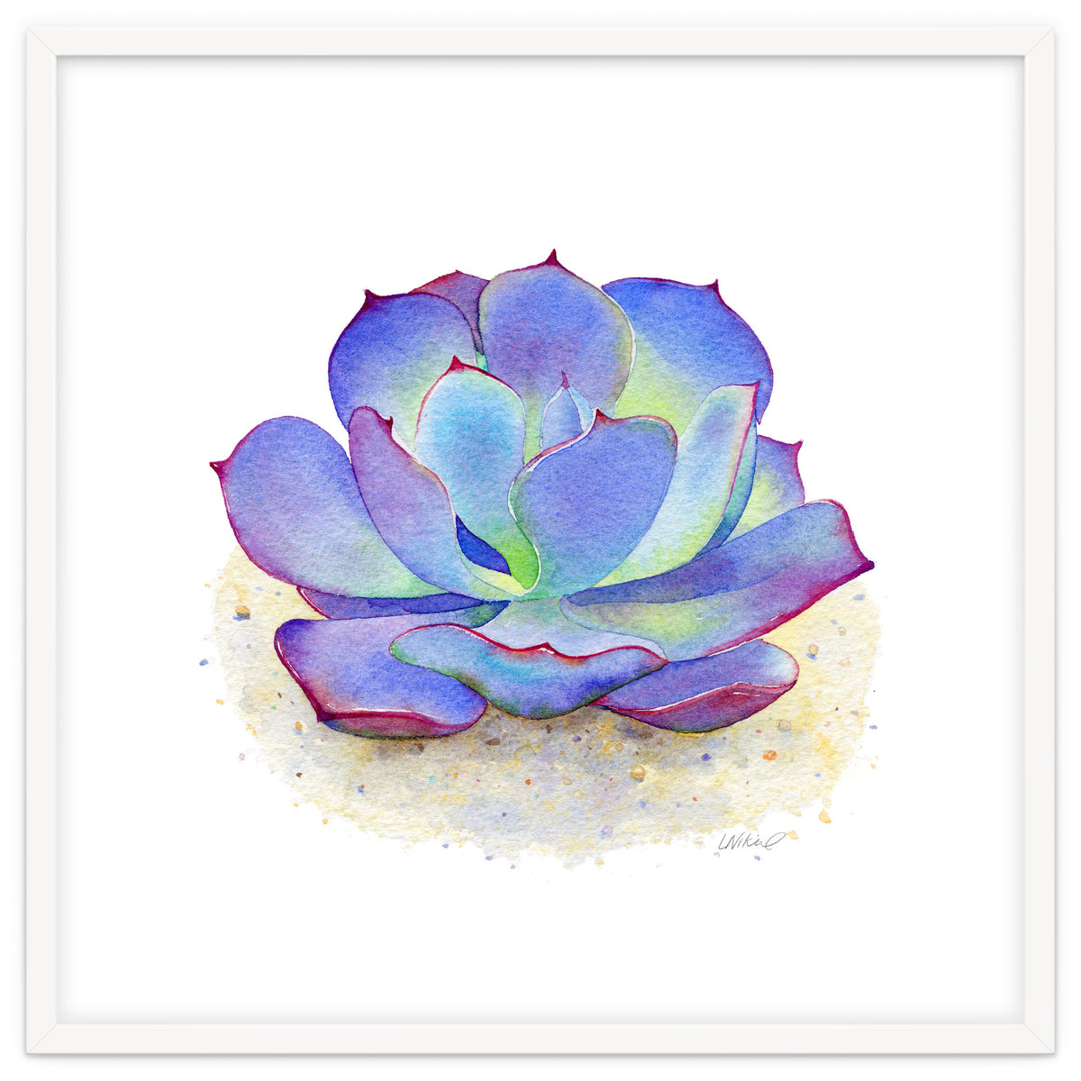 Blue Echeveria Succulent