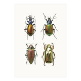Cc Insects 09 (Print Only) thumbnail
