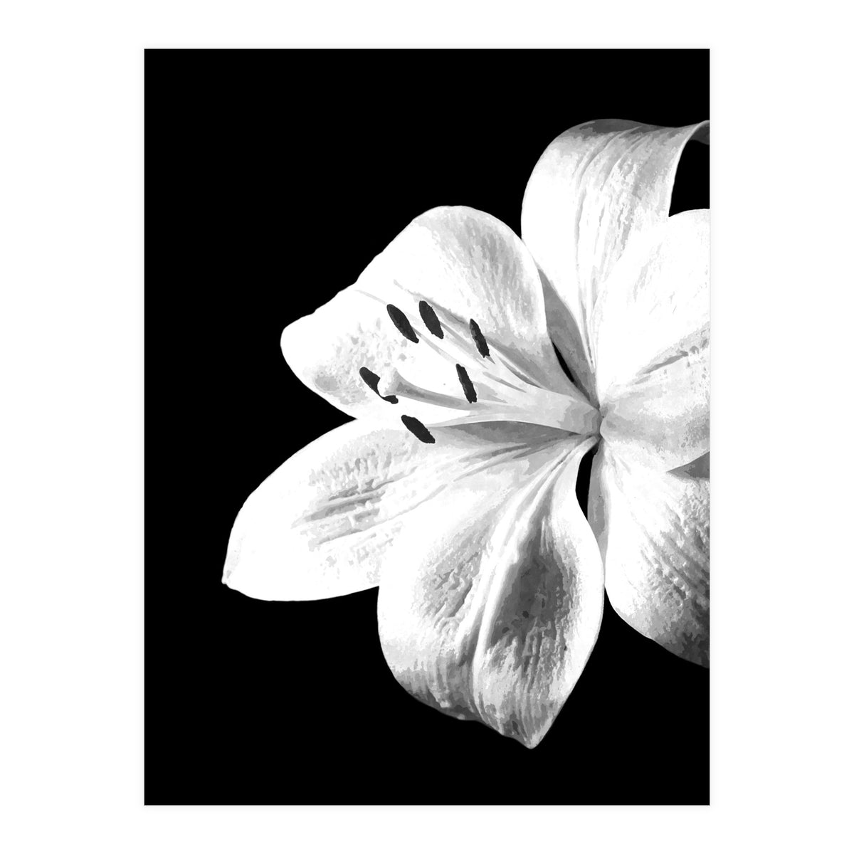 White Lily Black Background (Print Only)