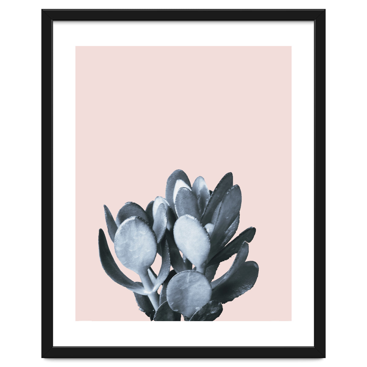 Cactus collection BL-II