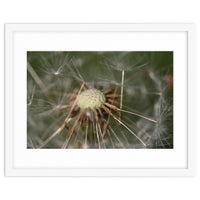 Dandelion Seeds