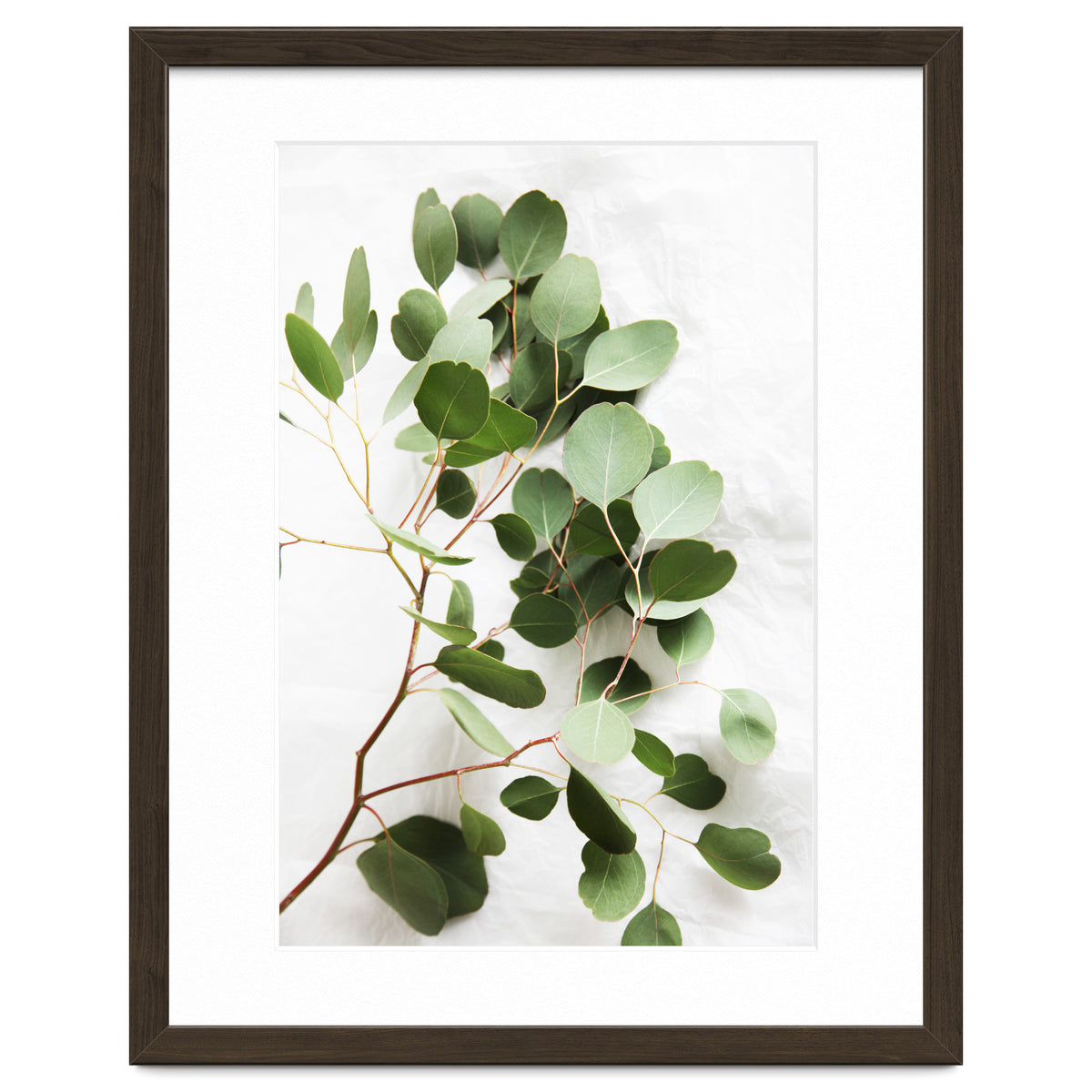Eucalyptus