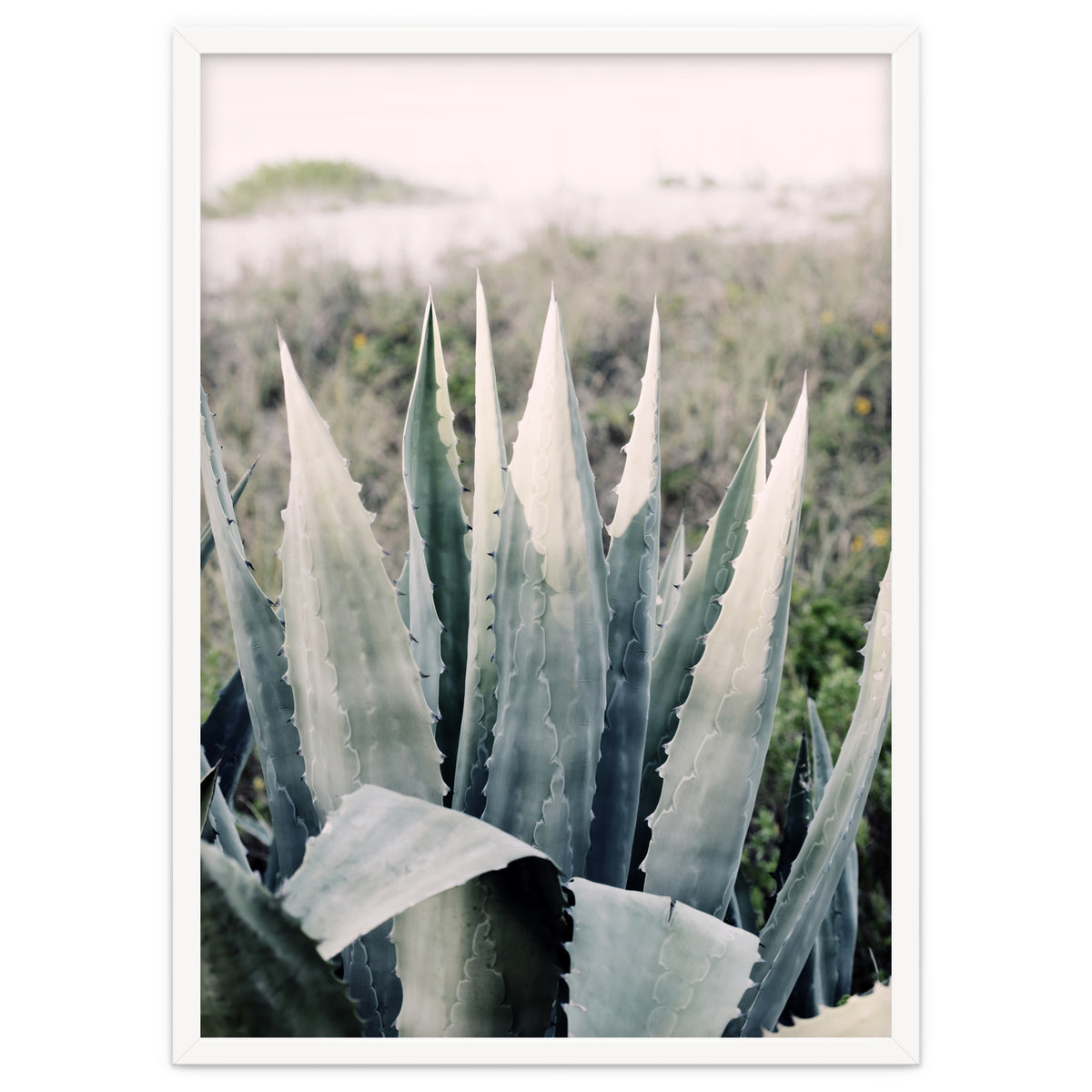 Pale Agave