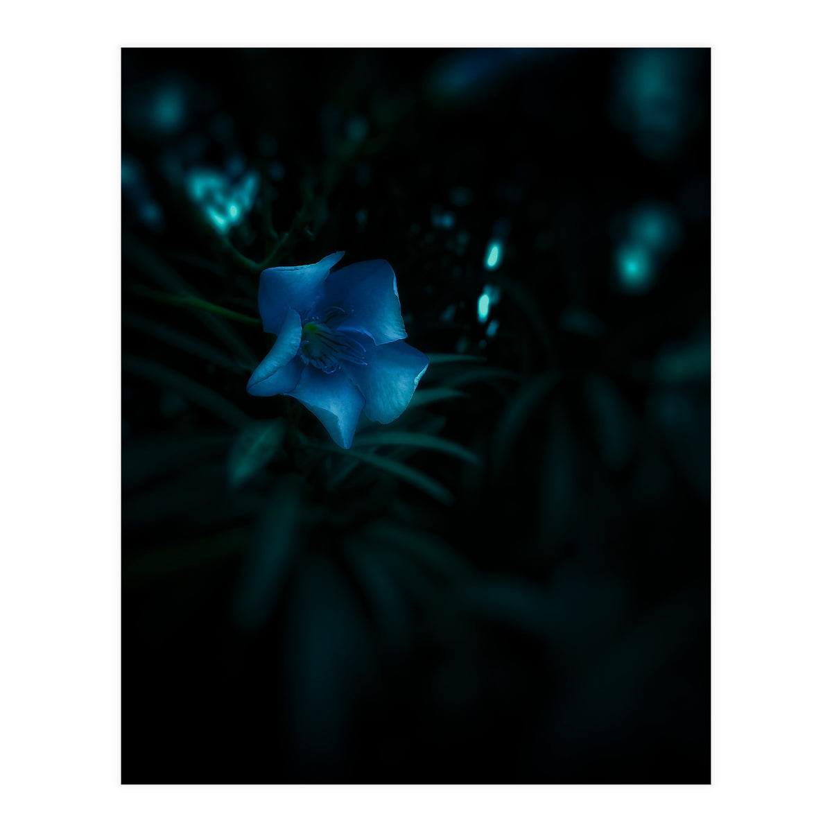 Shining Blue Floral (Print Only)