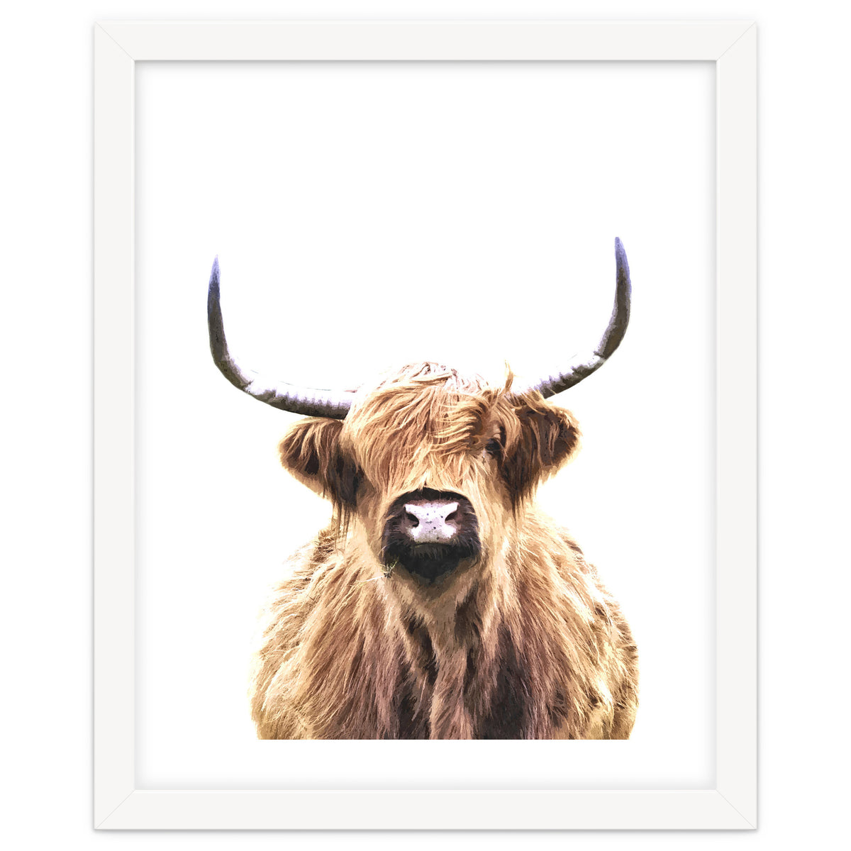 Highland Cow Portrait