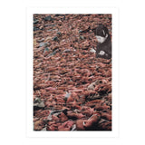 Counting Walrus (Print Only) thumbnail