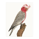 Cc Birds 02 (Print Only) thumbnail