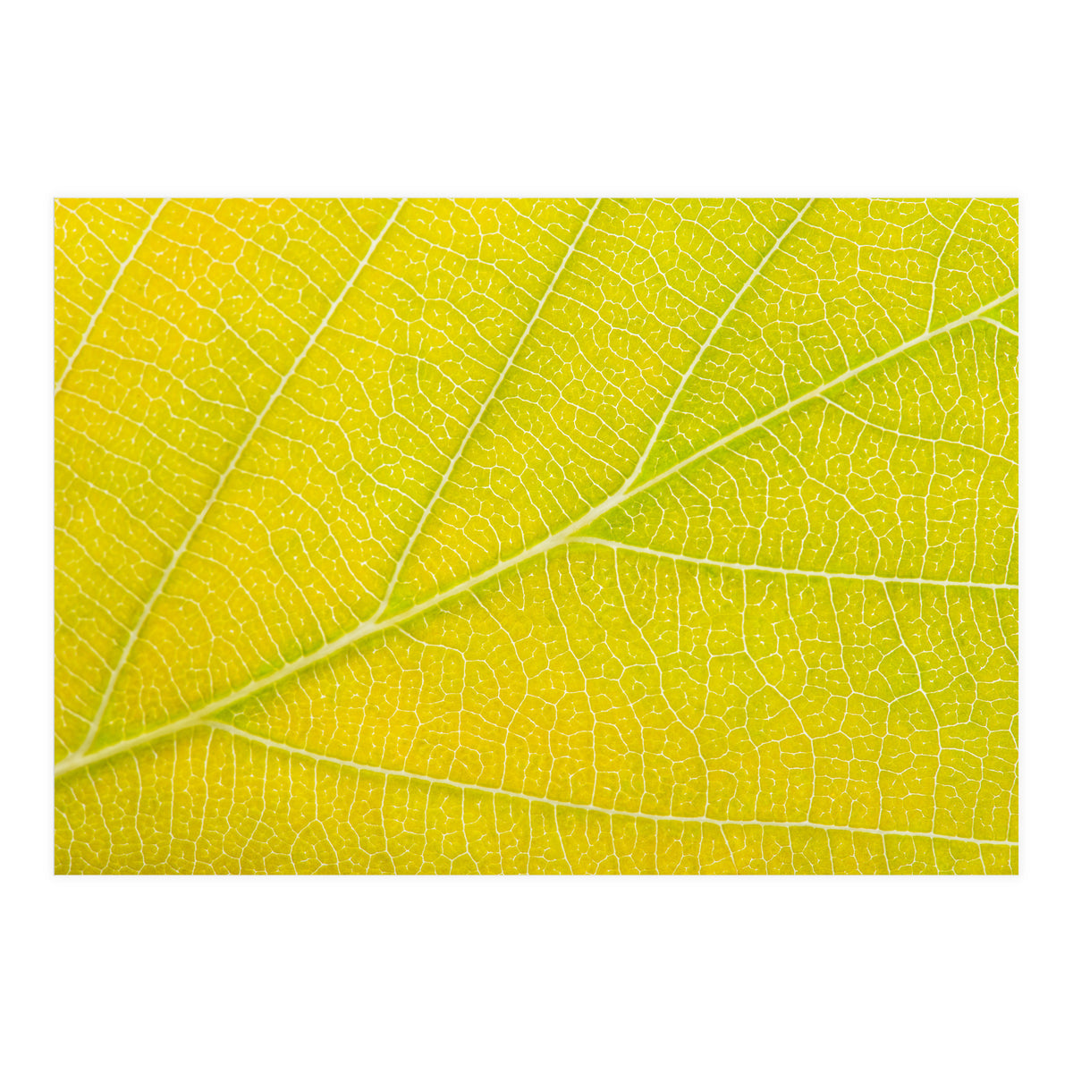 Autumn Leaf (Print Only)