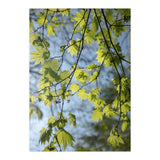 Wellbeing (Print Only) thumbnail