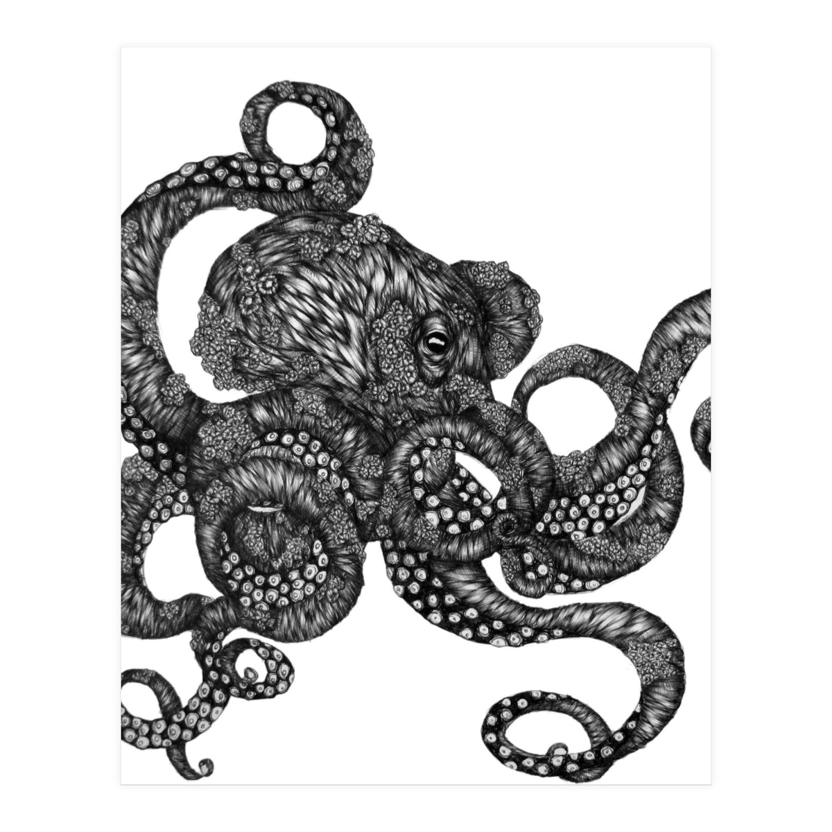 Barnacle Octopus (Print Only)