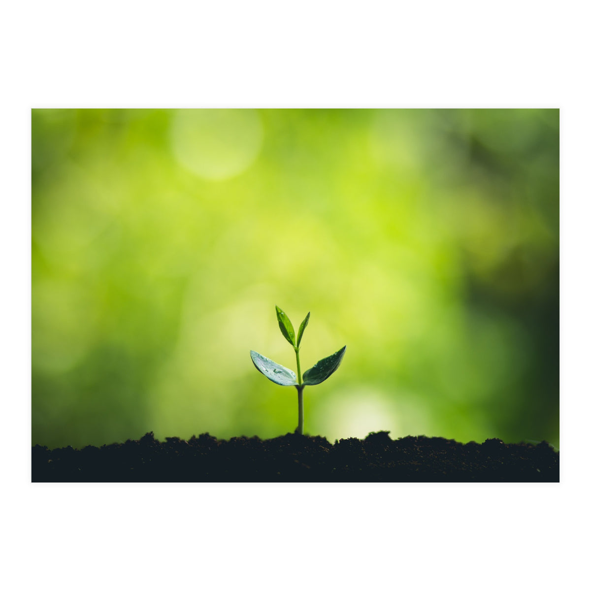 Plant in Nature (Print Only)