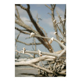 Seashells And Driftwood  (Print Only) thumbnail