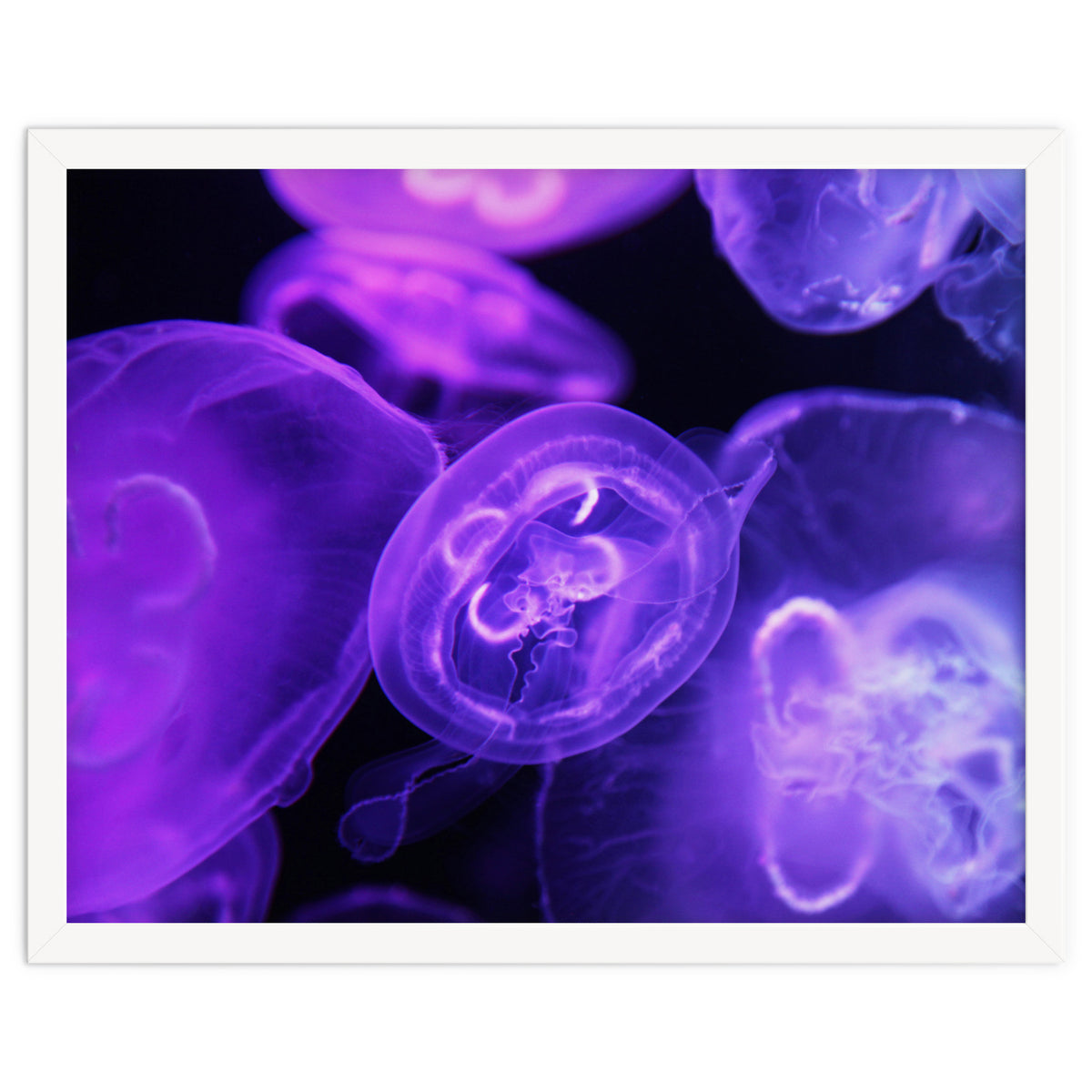 Jellyfish