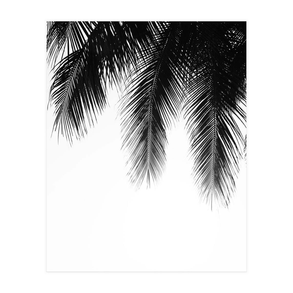Palm leaves (Print Only)