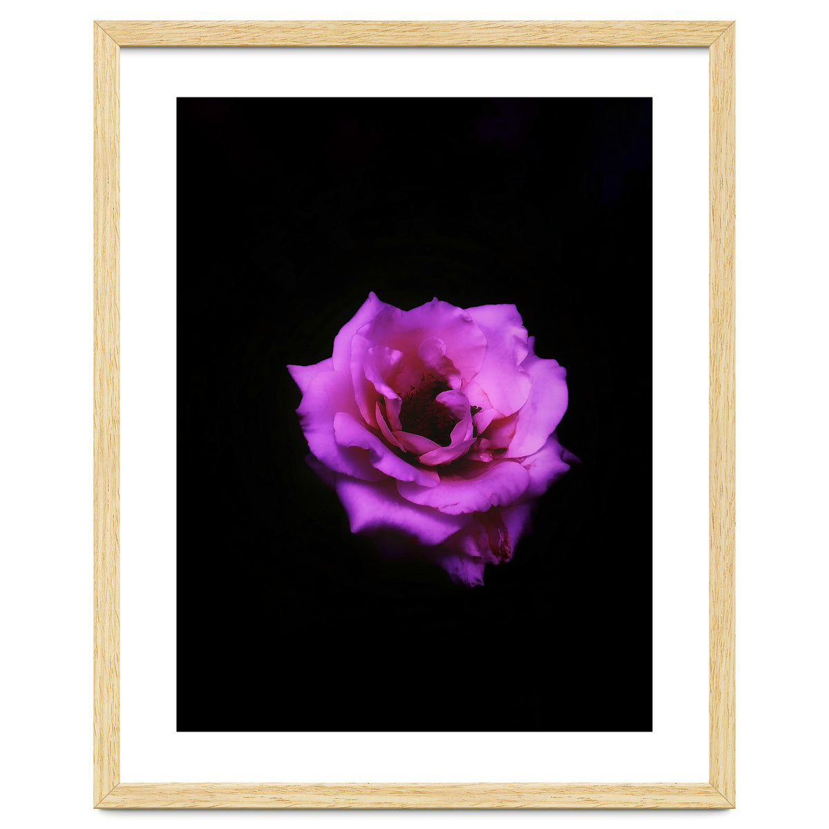PINK ROSE IN DARK SPACE