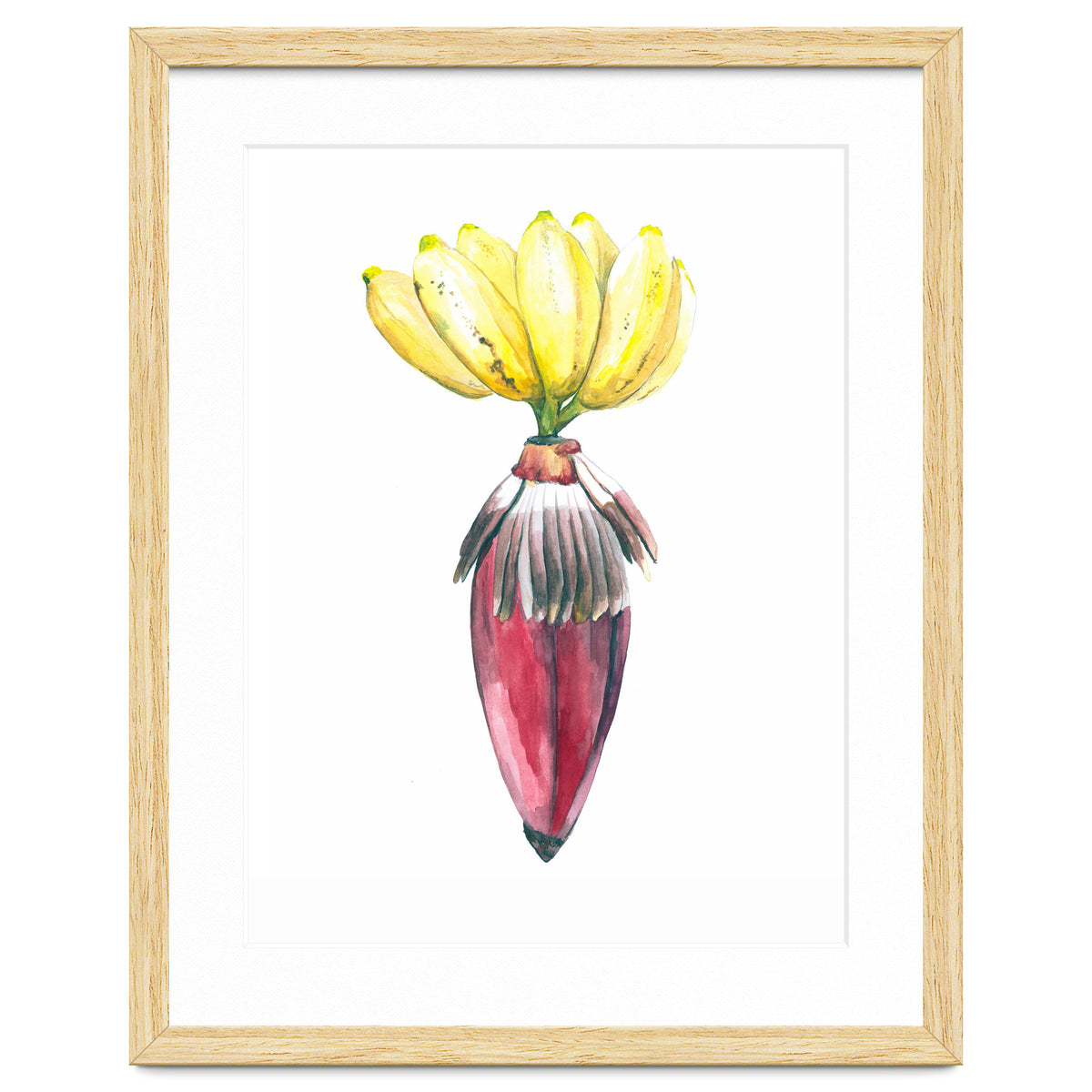Botanical Illustration Banana