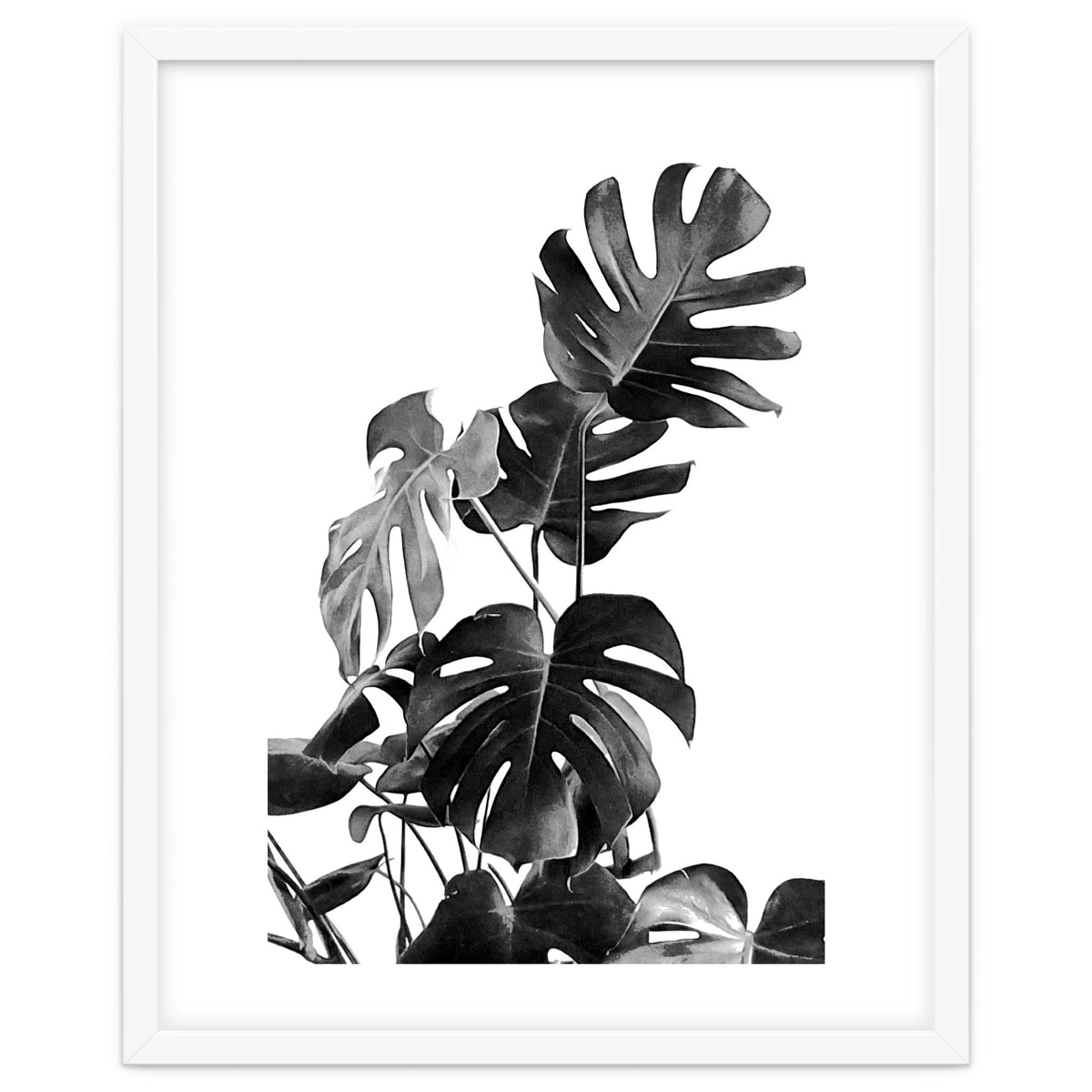 Monstera Black And White 09