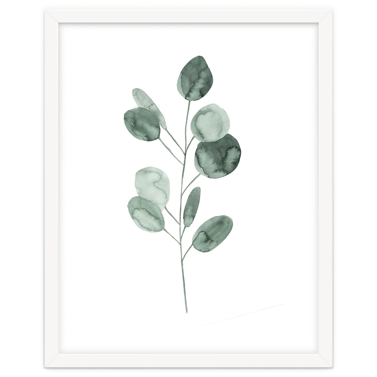 Botanical Illustration Eukalyptus2