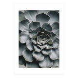 pianta grassa (Print Only) thumbnail