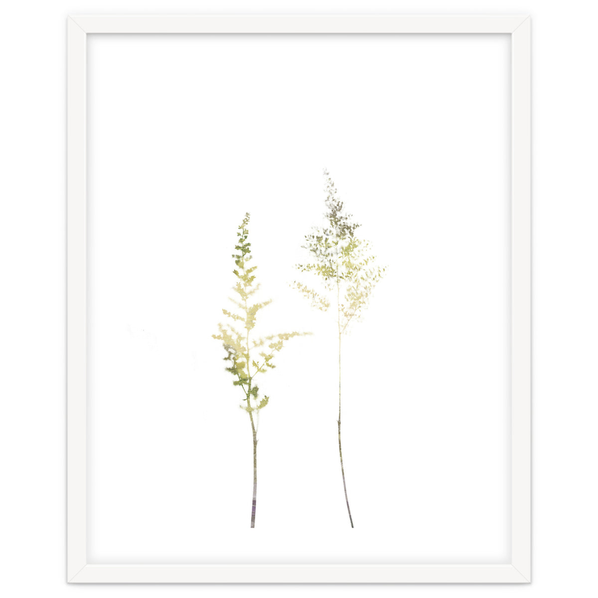 Neutral Astilbe