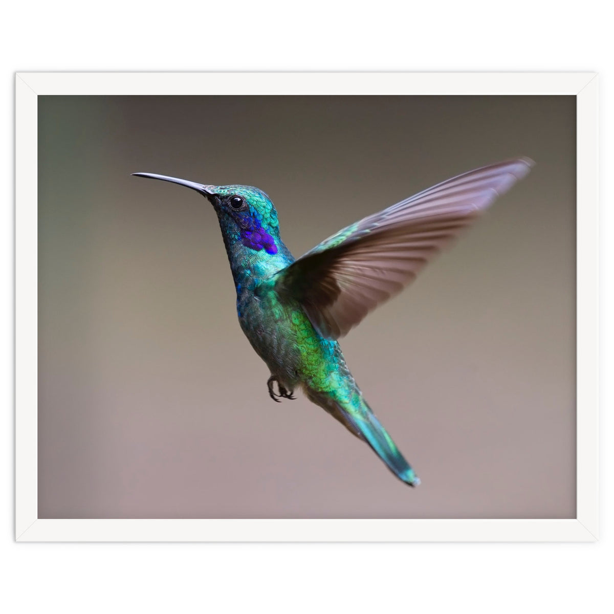 Hummingbird flying