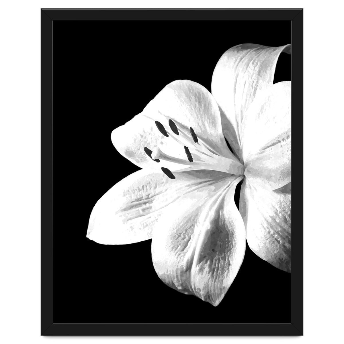 White Lily Black Background