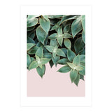 pianta pink (Print Only) thumbnail
