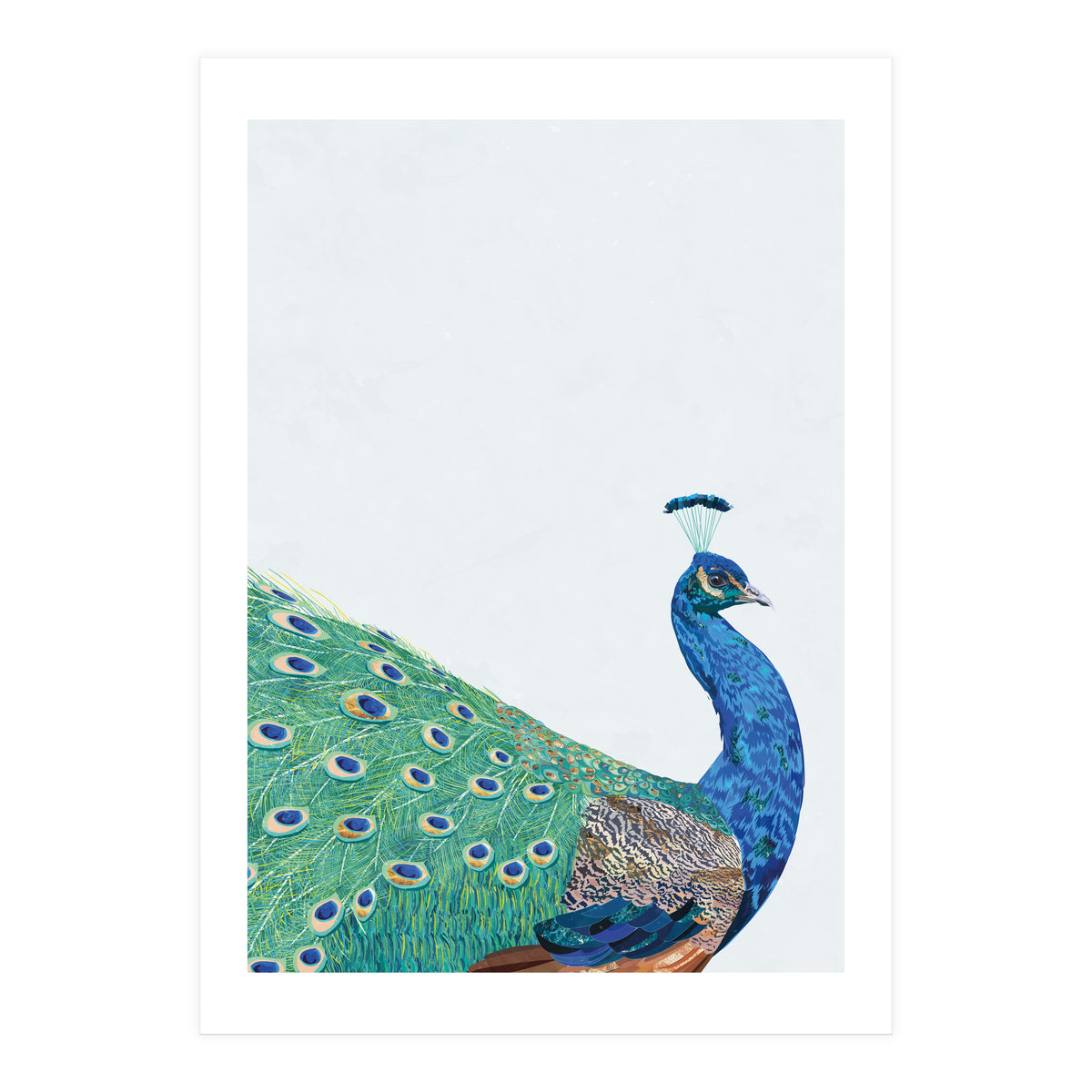 Peacock Portrait (Print Only)