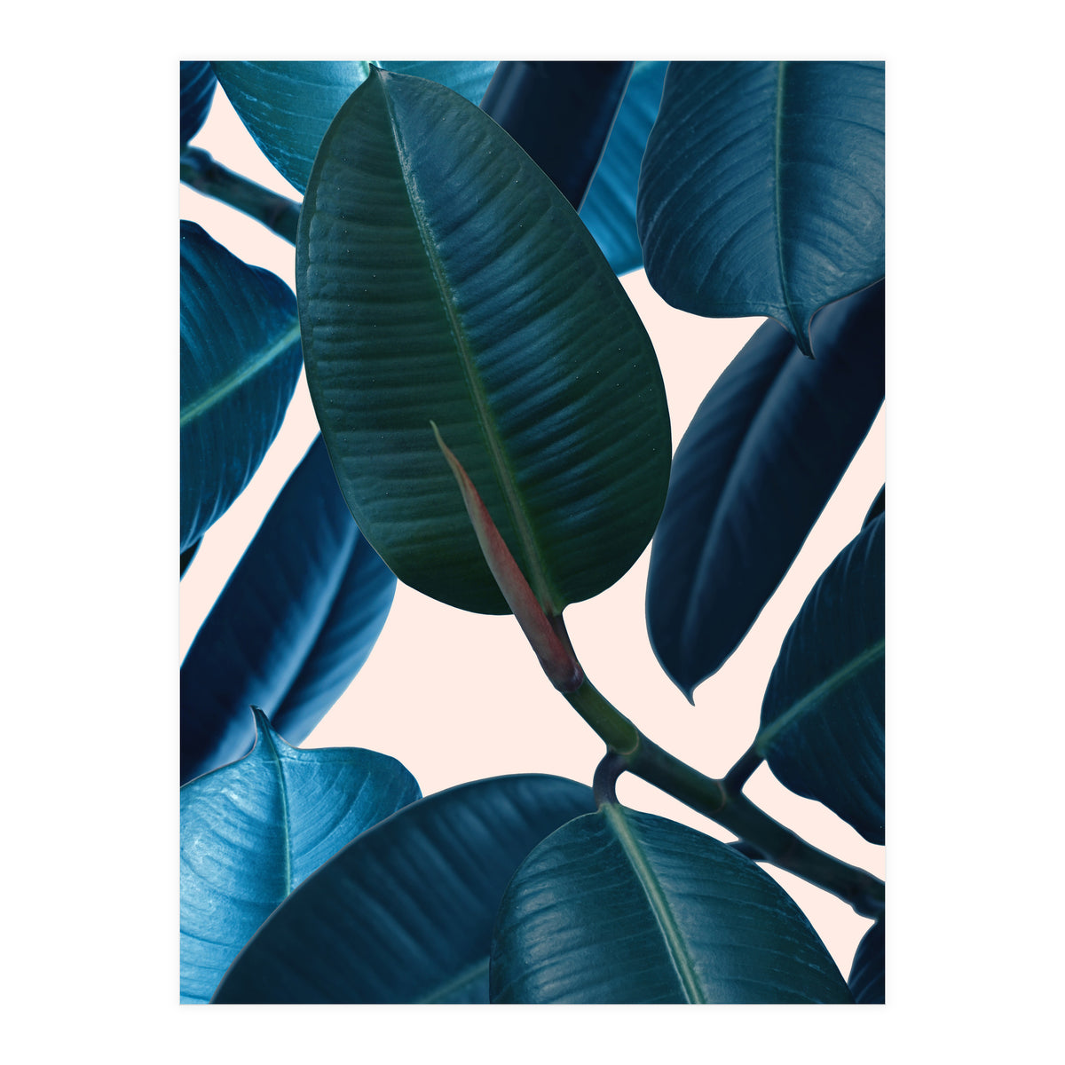 Ficus Elastica 2 (Print Only)