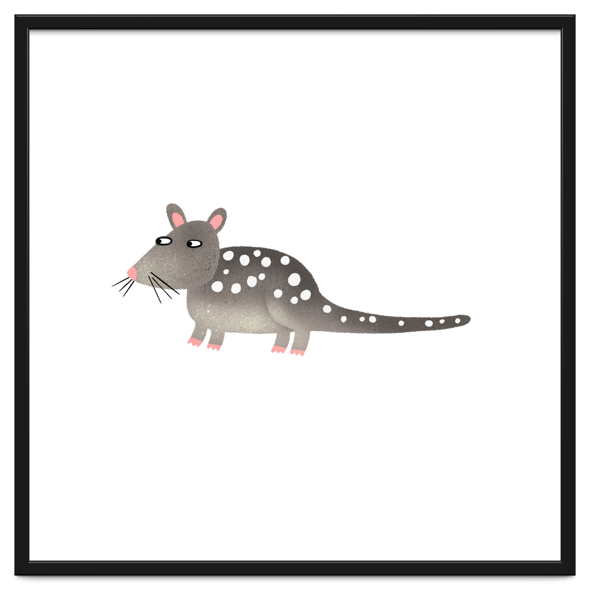Quoll