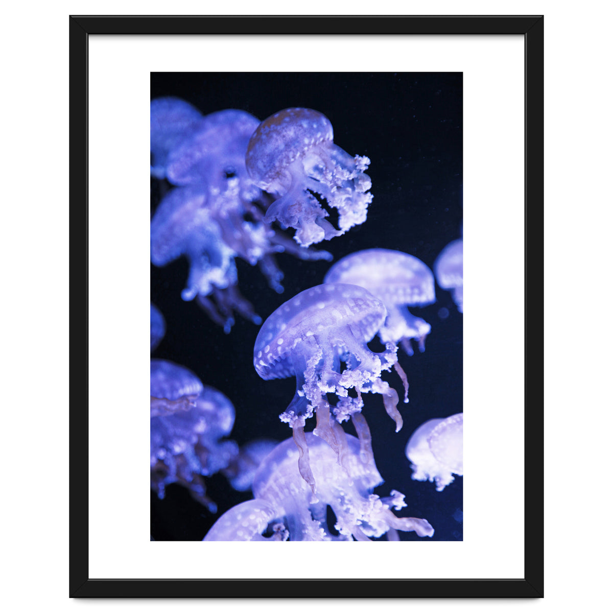 Jellyfish