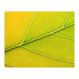 Autumn Leaf (Print Only) thumbnail
