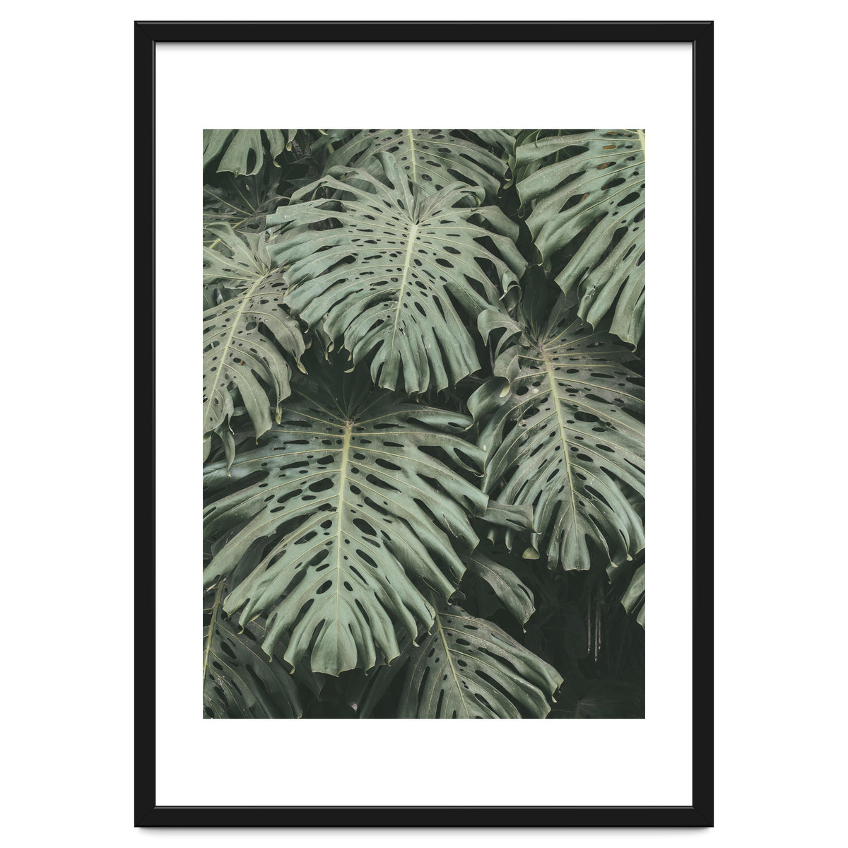 MONSTERA LEAVES