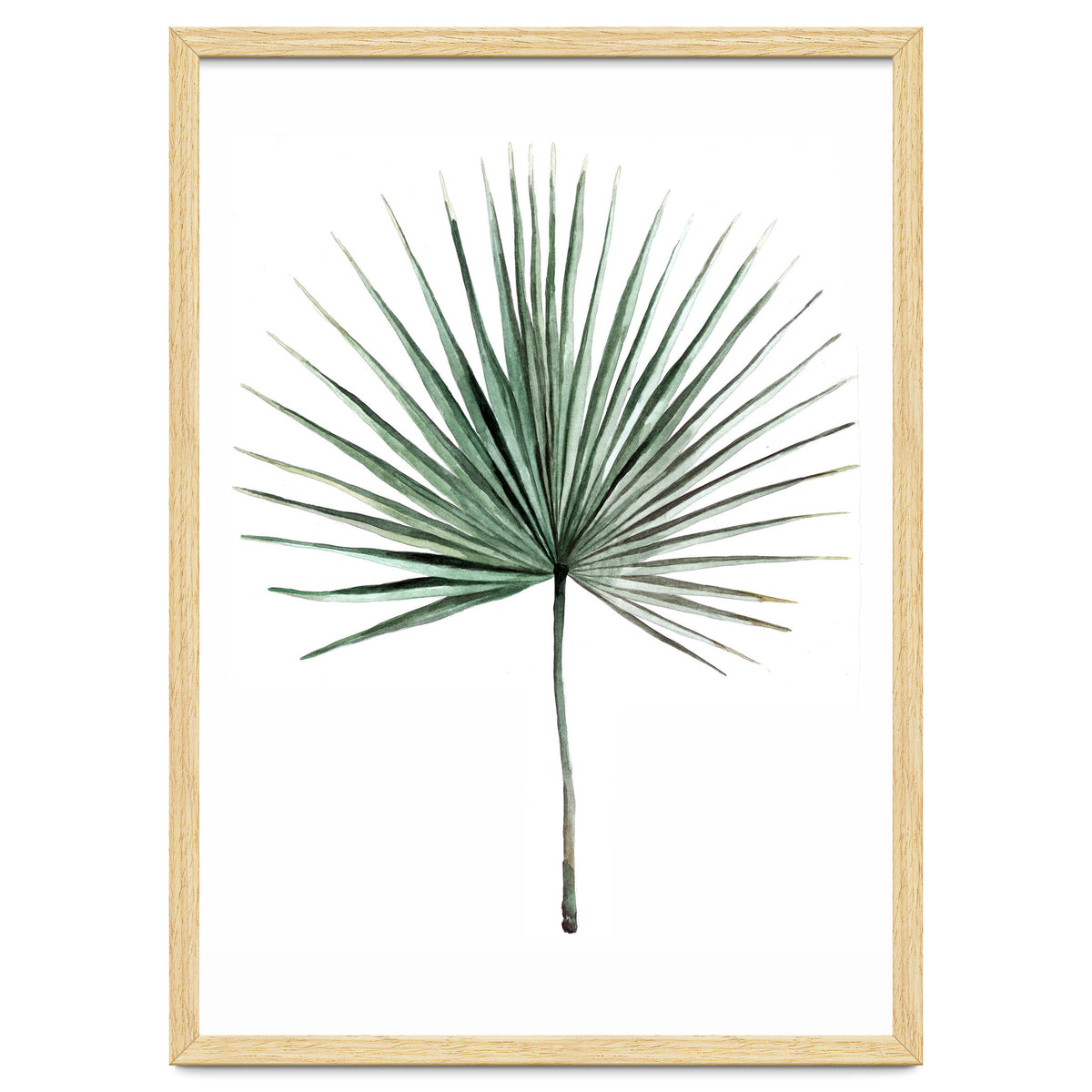 Botanical Illustration Fanpalm