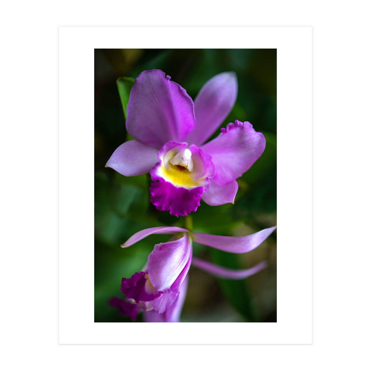 Cattleya Orchidee (Print Only)
