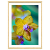 Orchidee Phalleanopsis