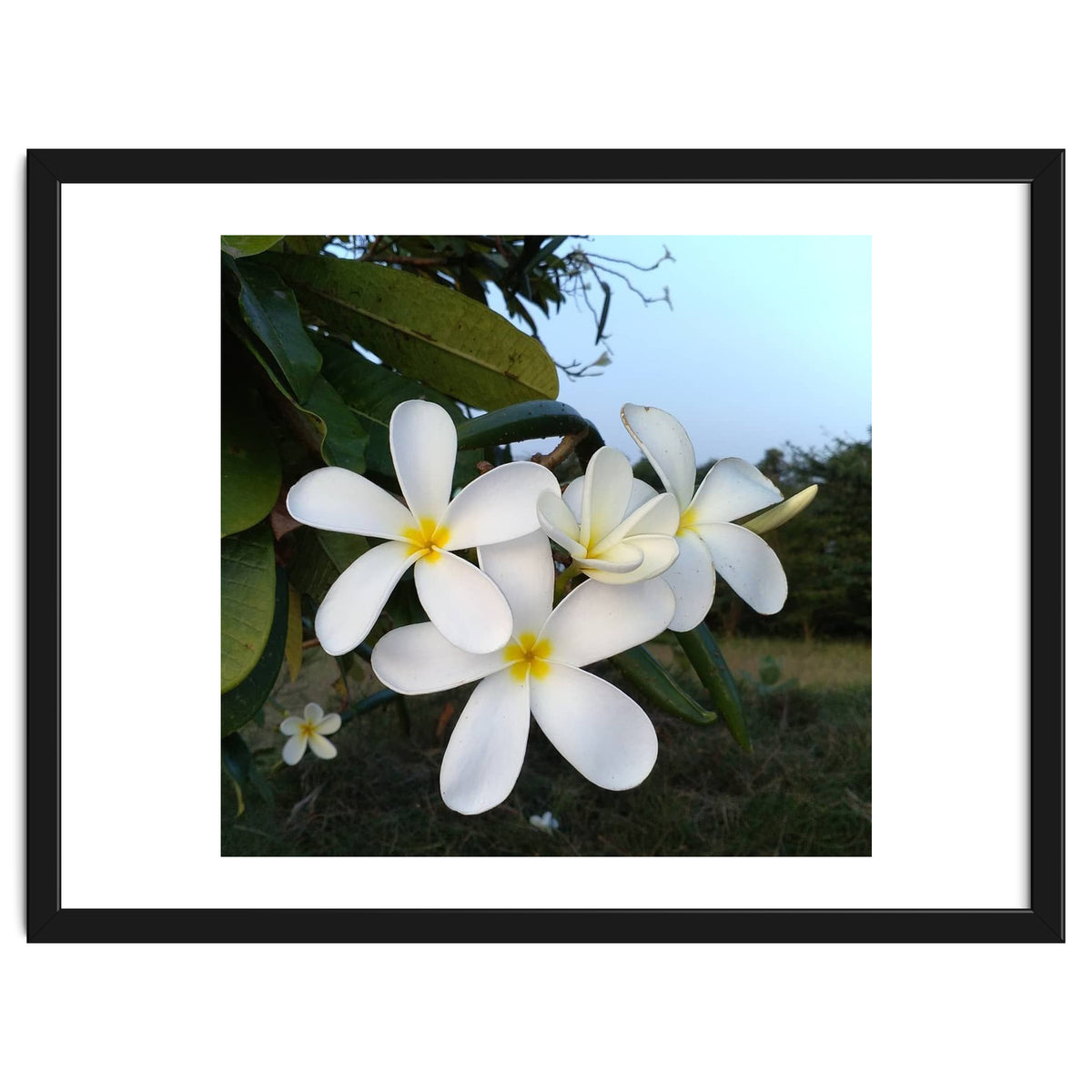 Frangipani