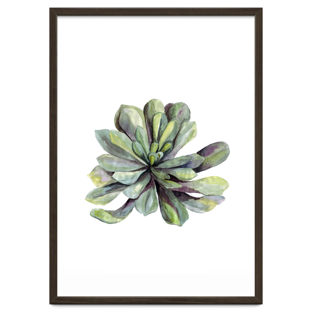 Botanical Illustration Succulent
