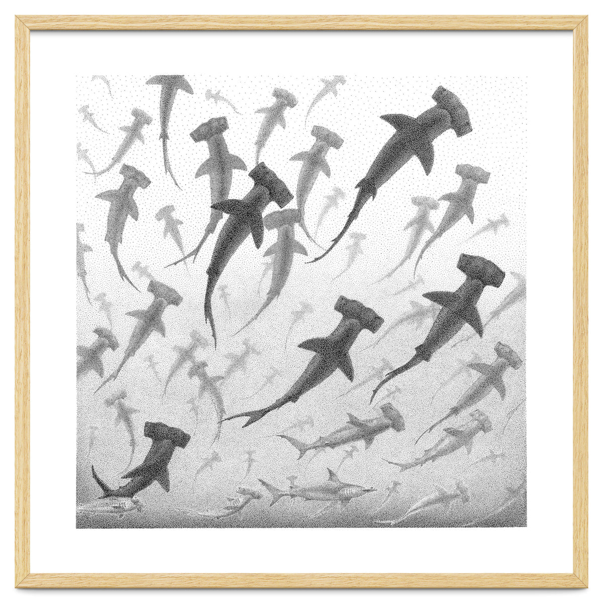 Schooling Hammerheads