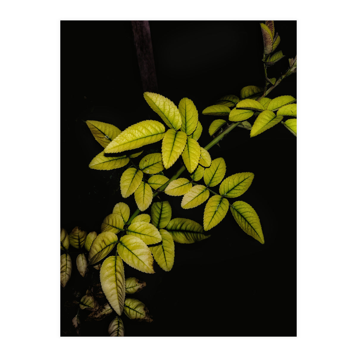 Dew Drops Leaves (Print Only)