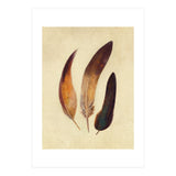 Three Feathers (Print Only) thumbnail