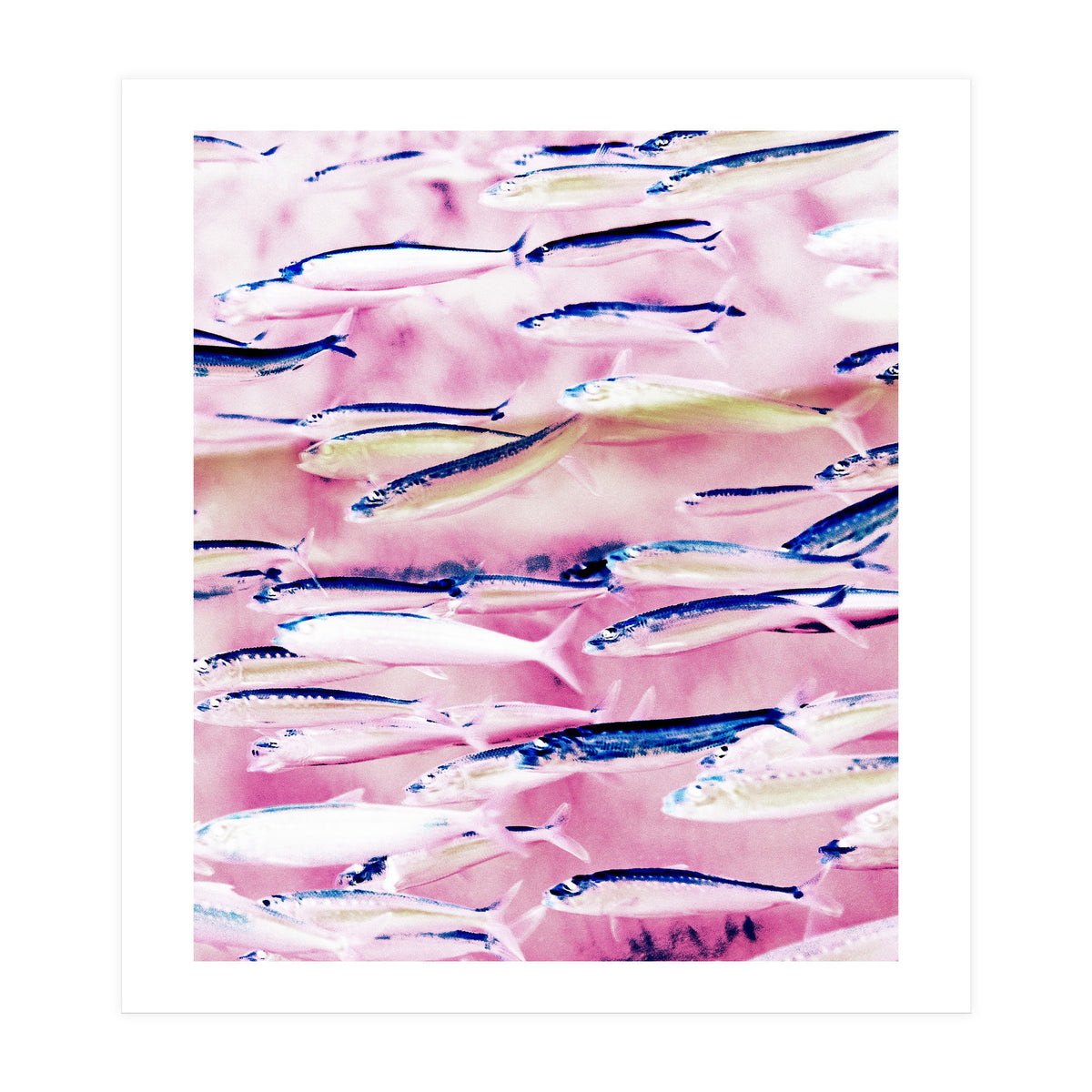 Marked Coast (Print Only)