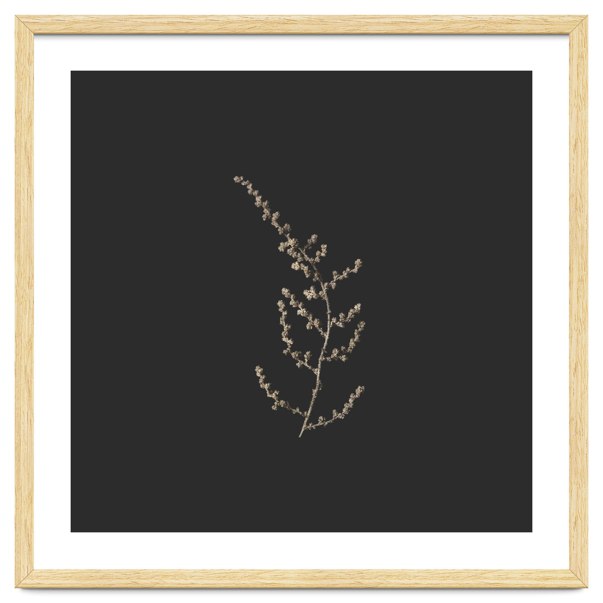 Delicate Golden Fynbos Botanicals on Black - Square