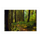 Old Growth Forest (Print Only) thumbnail