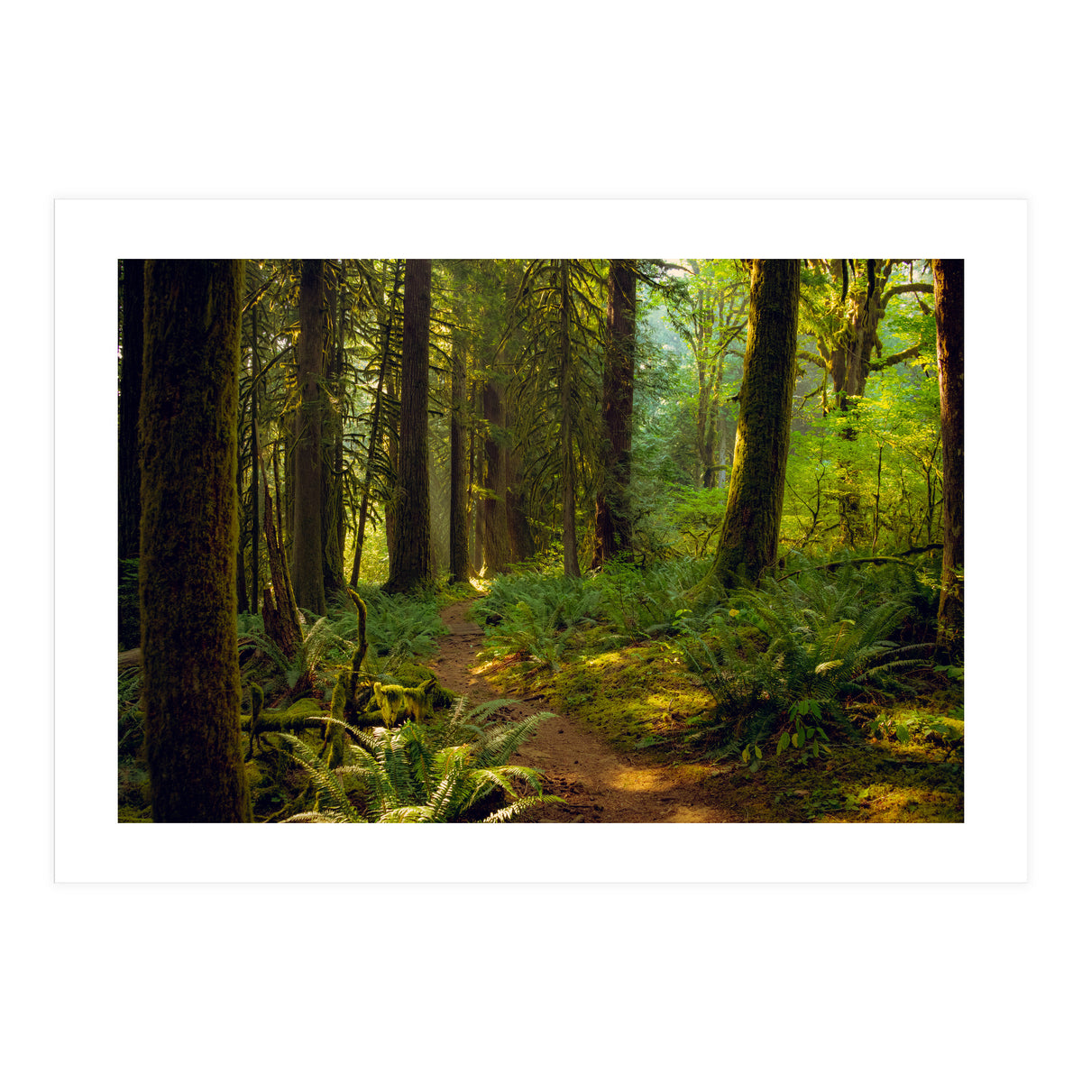 Old Growth Forest (Print Only)